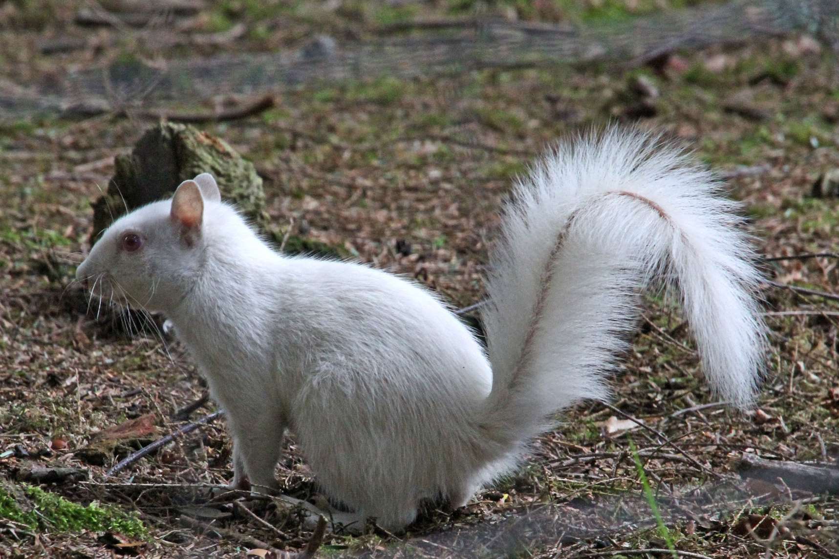 An albino squirrel was spotted at Wildwood. Picture: Dave Butcher