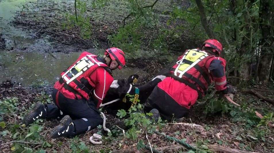 Kent Fire and Rescue Service were called to rescue a herd of cows stuck in mud near Tunbridge Wells. Picture: KFRS