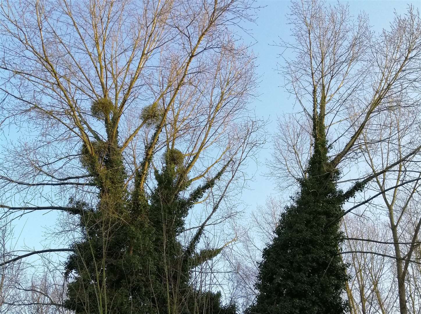 The hybrid black poplars in winter - revealing the mistletoe in their branches