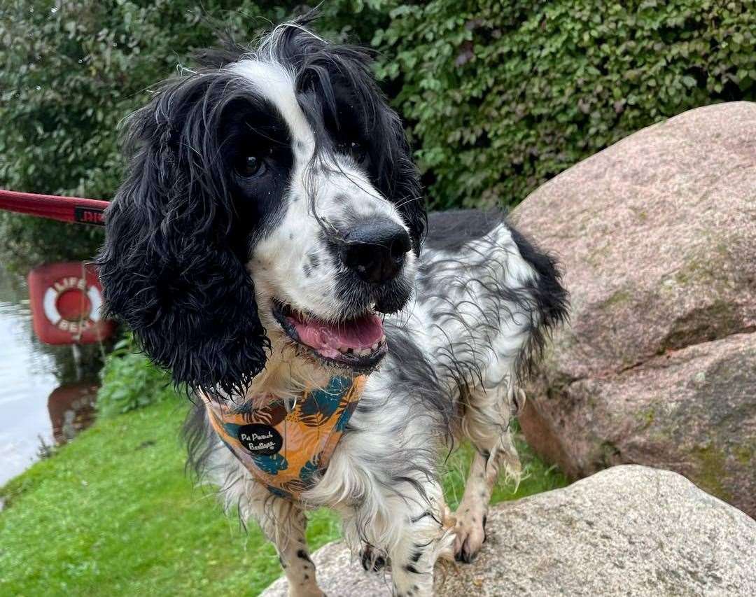 Willow the Spaniel was found dumped in a bush with severely infected mouth full of rotting teeth