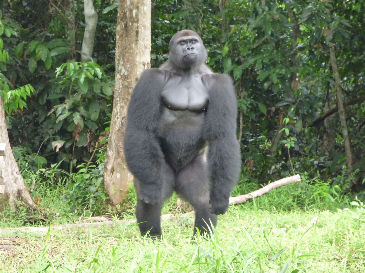 Djongo was born at Port Lympne but has been sent to the wild. Photo: Tony King/Aspinall Foundation