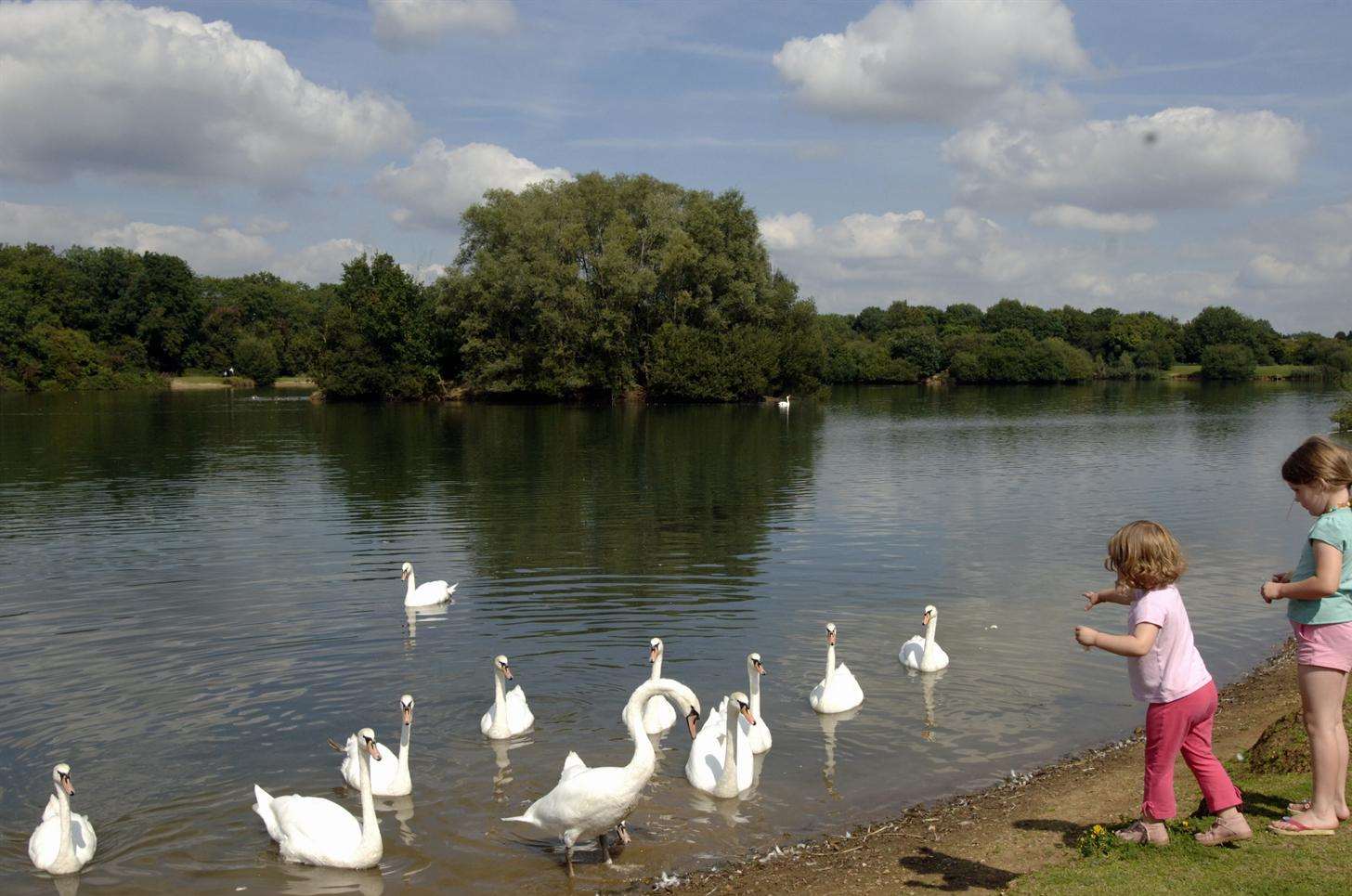 The cats were abandoed in Haysden Country Park