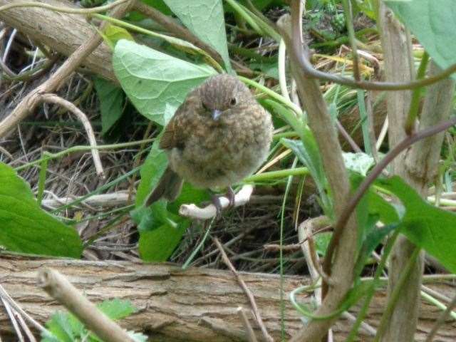 Wildlife now thrives along the Cooksditch Stream in Faversham