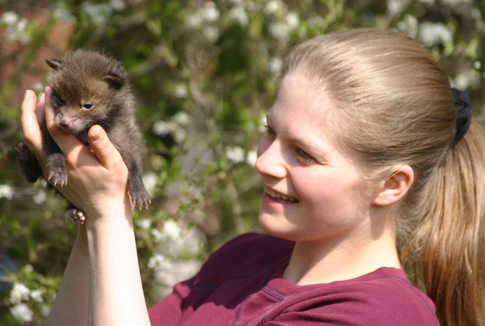 Briony Mew, a volunteer at the Folly Wildlife Rescue Trust, with an orphaned fox cub. Pic: Dave Risley