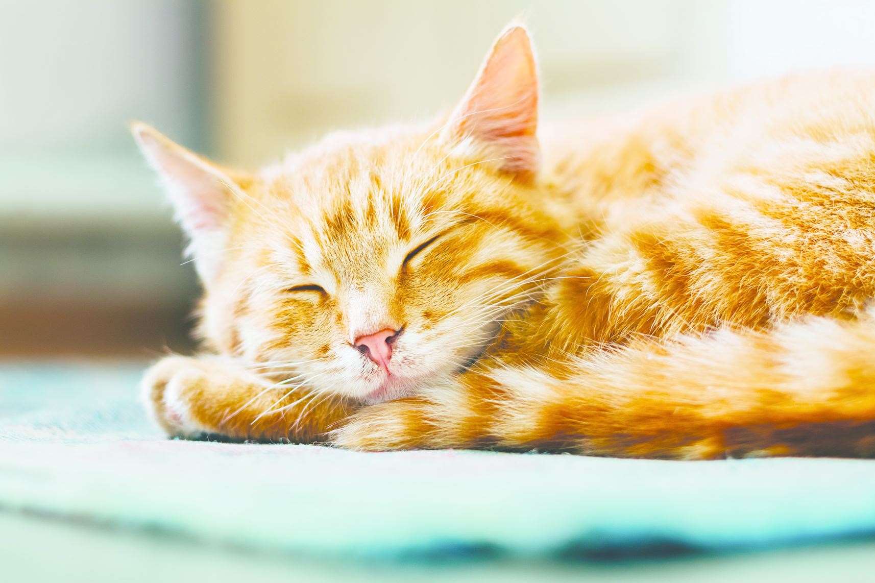 Cats can cost you almost half a year of sleep in their lifetimes