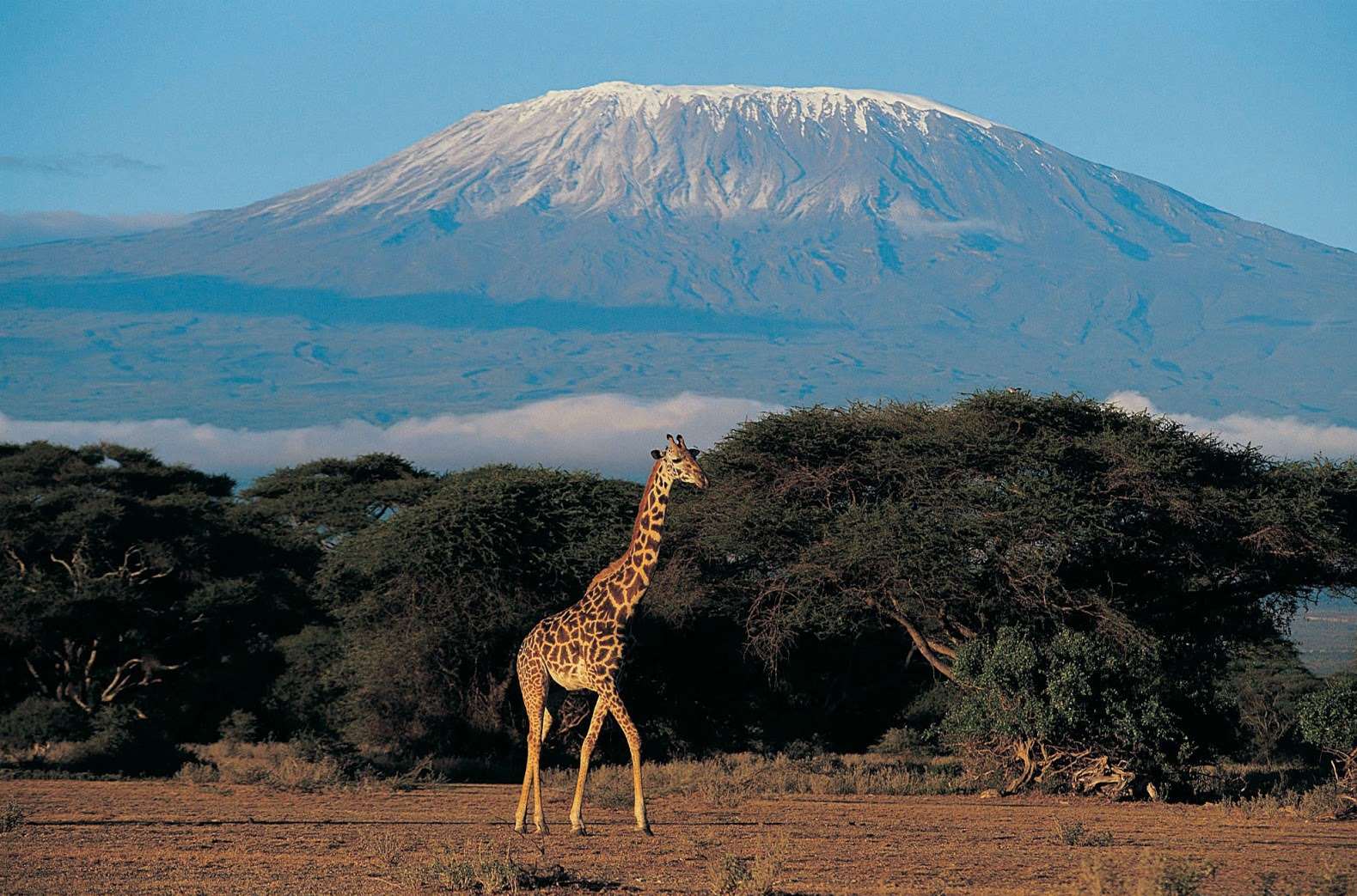 Kilimanjaro is the highest mountain in Africa