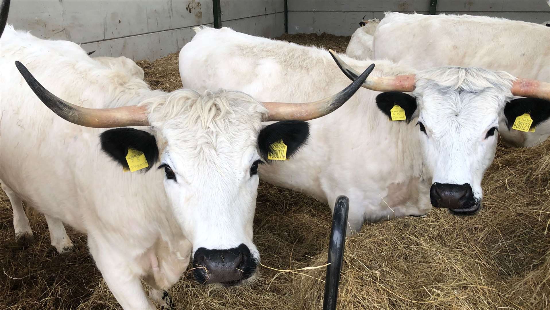 Rare White Park cattle at Mr Coles' farm