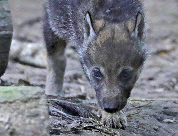 Guests at Wildwood were delighted to see the adorable youngsters (2453233)