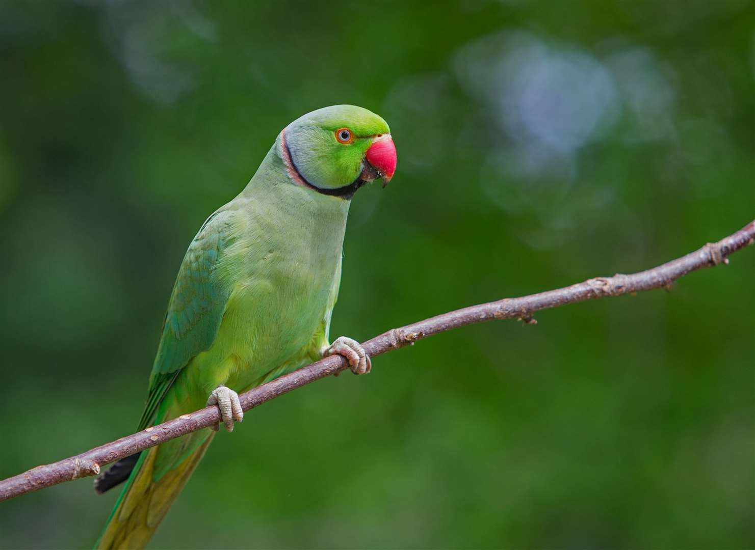 Those living in Margate, Ramsgate and Broadstairs will frequently spot a ring-necked parakeet