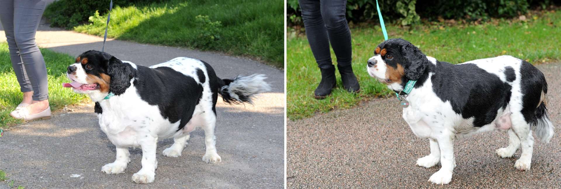 Before and after images of Borris who went on a diet. Picture: PDSA