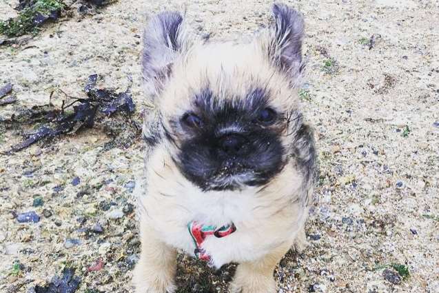 He is a shih-tzu cross pug