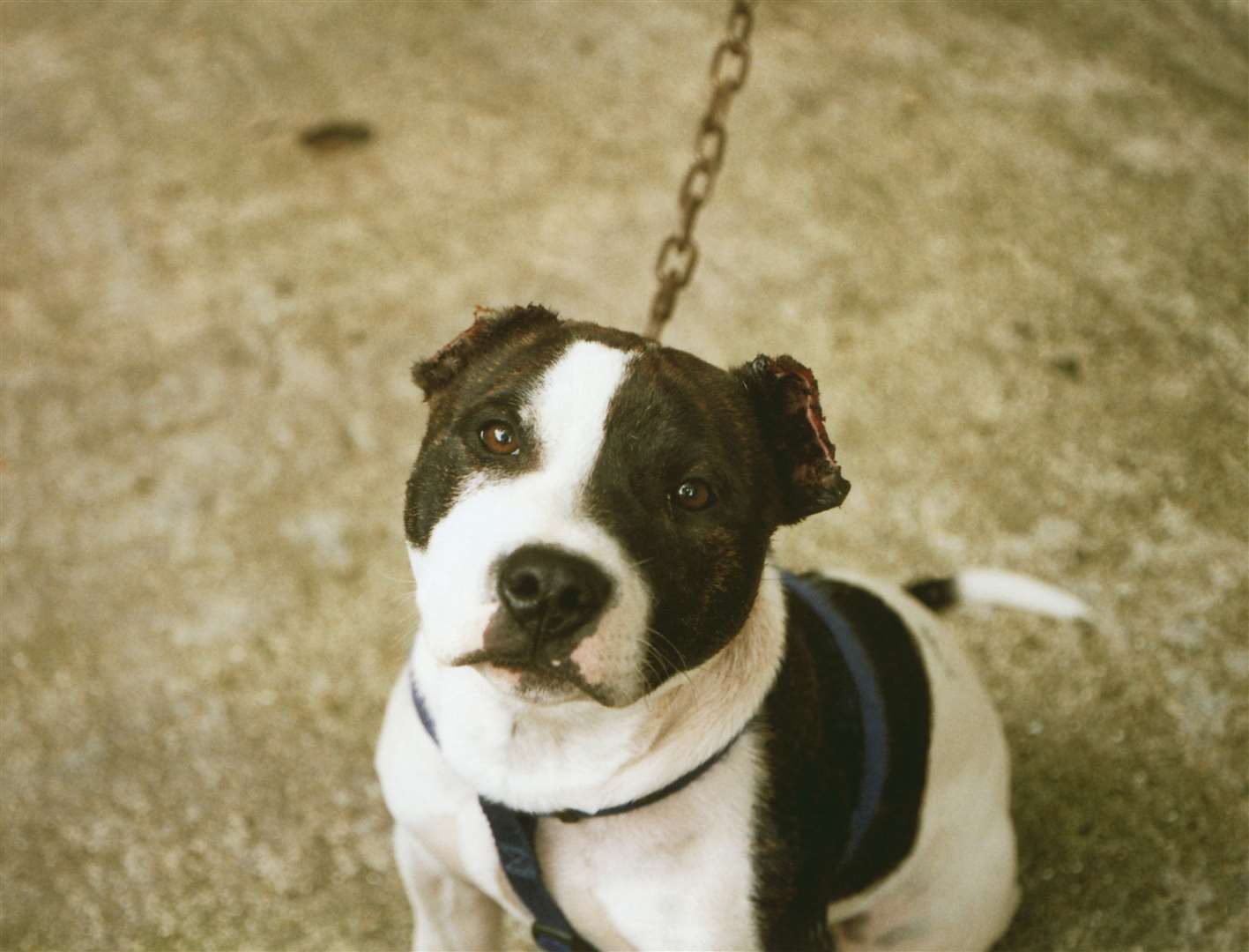 Rocky's owner was prosecuted for removing ears with a knife. Picture: RSPCA