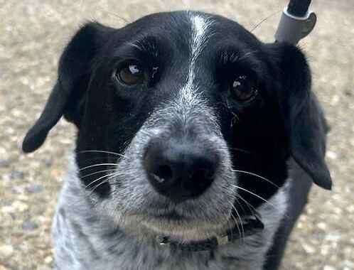 Jack Russell terrier Hatchet. Picture: Last Chance Animal Rescue