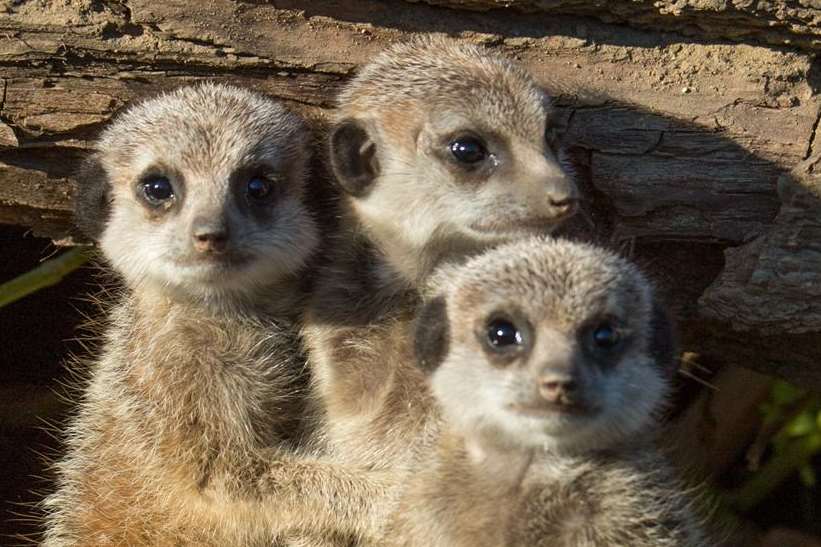 Meerkats are a popular attraction at Port Lympne