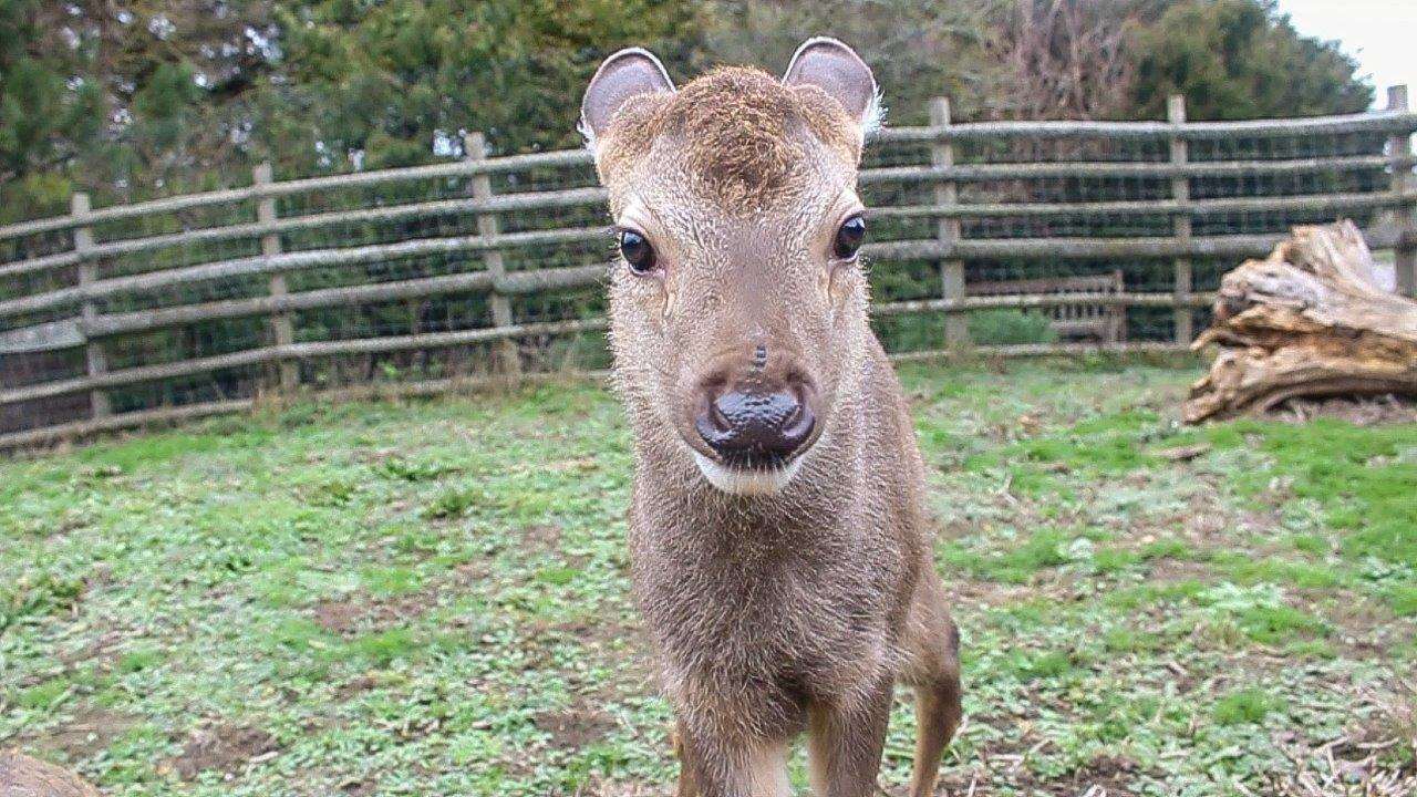 The Sambar Fawn at Port Lympne. Credit: Aspinall Foundation (6895514)