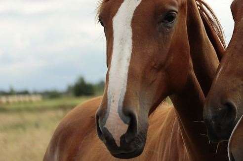 A female fell off her horse in Wateringbury