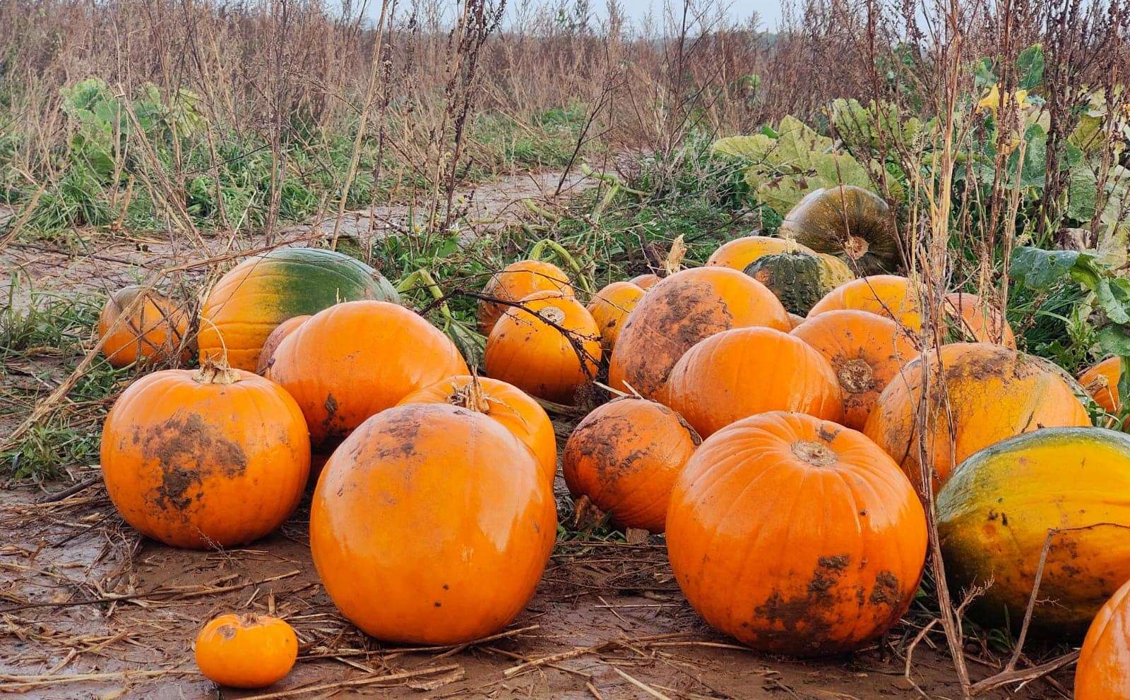 Four Winds Farm will be open during the October half term. Picture: Four Winds Farm Facebook