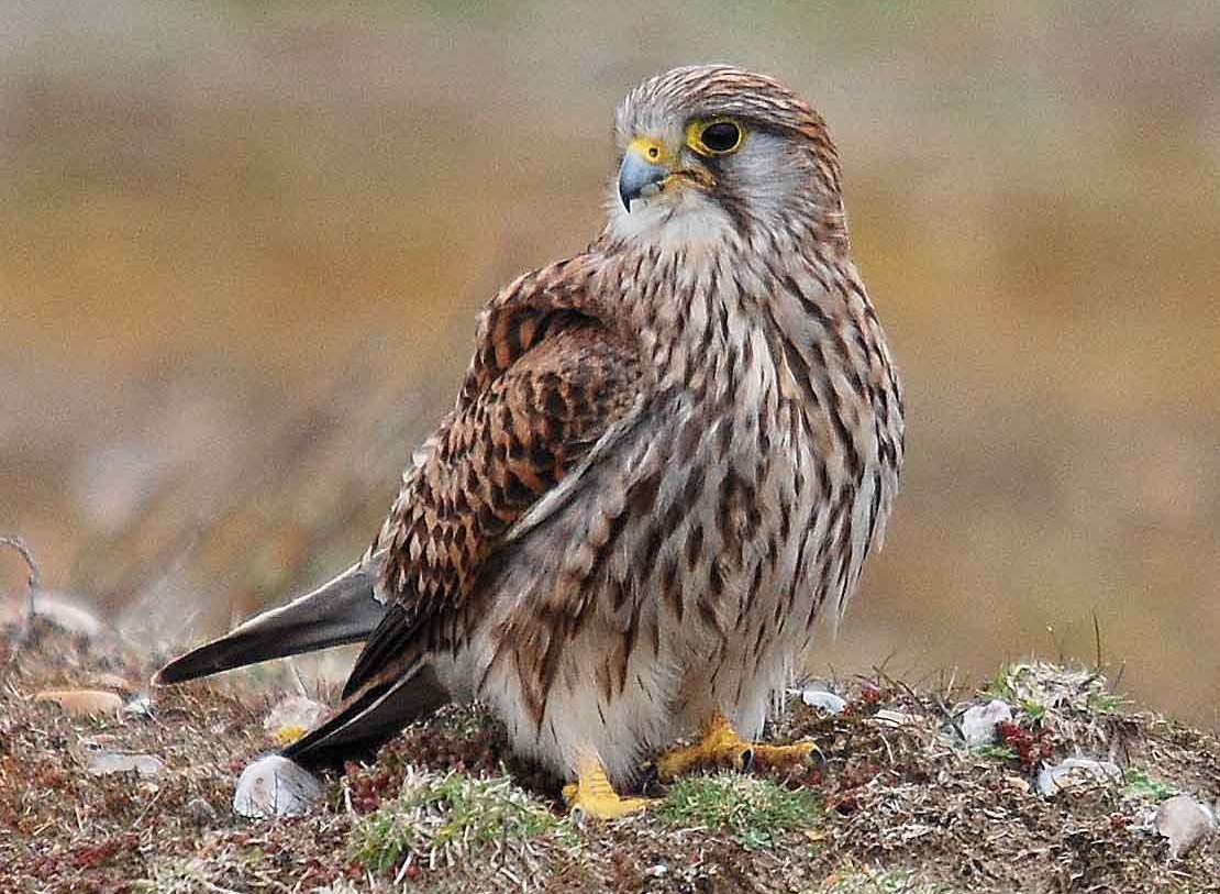 A kestrel at Samphire Hoe