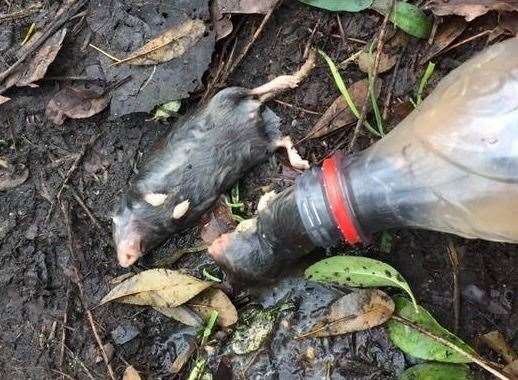 Litter campaigner Eric Brown posted these sad images of animals caught in discarded bottles on the Marsh. All pictures: Eric Brown