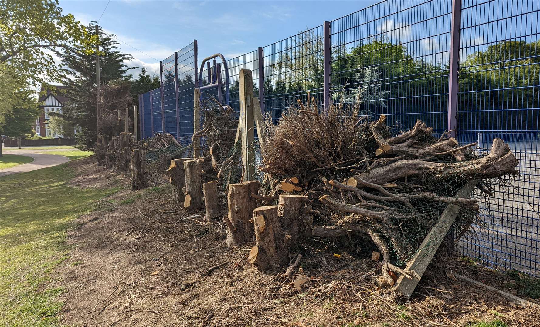 Trees cut down alongside the basketball courts in Victoria Park