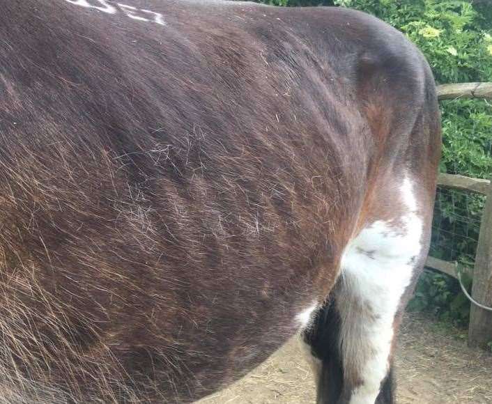 The Neglected Horses of Ashford Group claims the horses were in a famished condition Picture: The Neglected Horses of Ashford