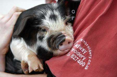 Holding a piglet