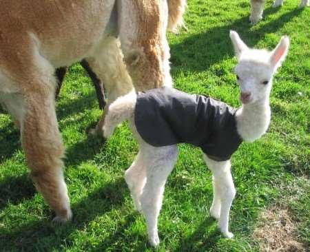 One of the baby alpacas at Quarter House Alpacas