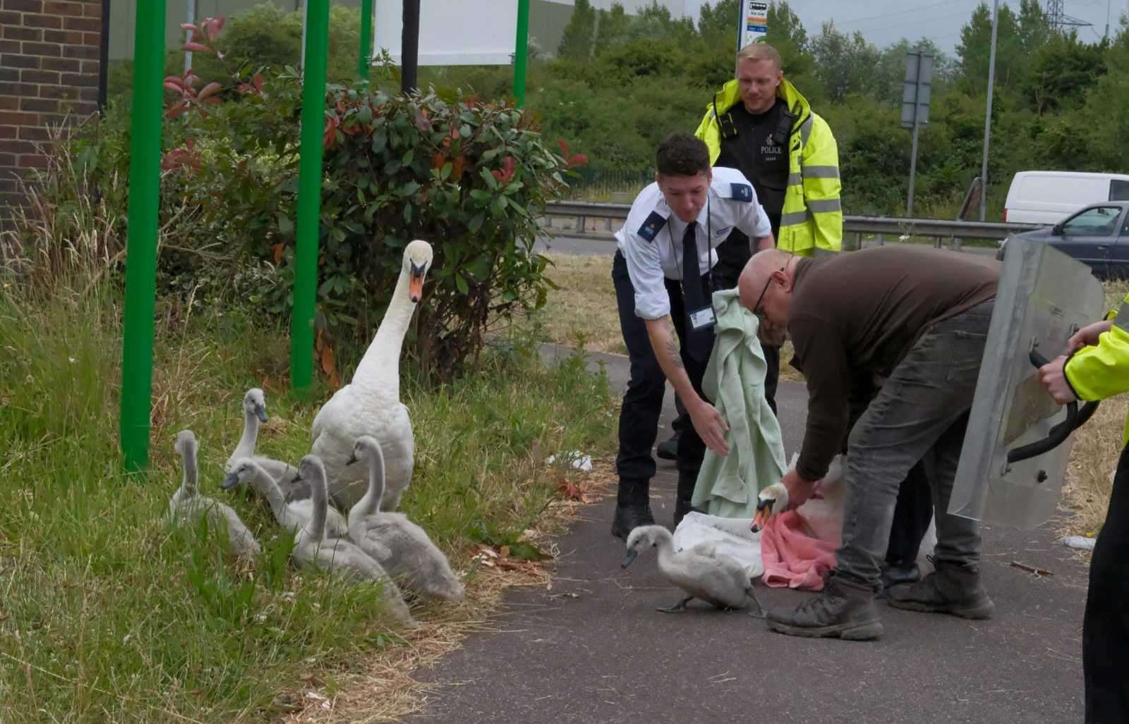 Police, RSPCA officers and helper George Cooper round up the swan family which ventured onto the A256 at Richborough near Ramsgate. Picture: Malcolm Kirkaldie