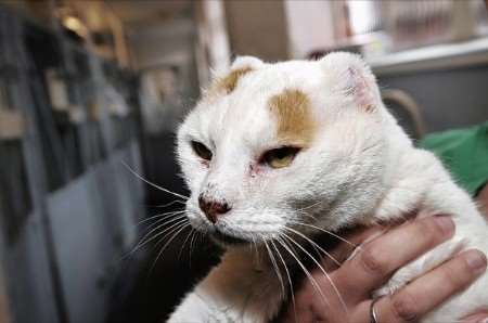 Fester, the ginger and white cat with no ears, is being cared for by vet staff