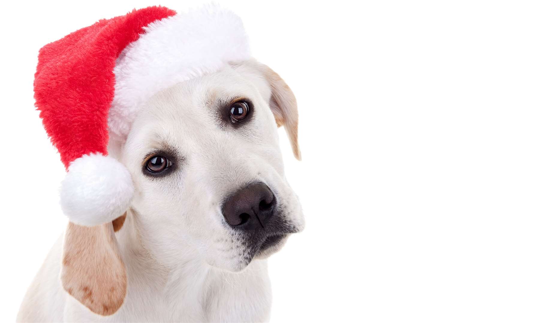 Santa Paws will be meeting fellow four-legged visitors