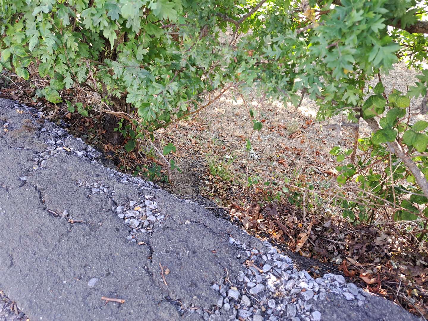 The hole at the side of the path in Ulley Road which Freddie fell down