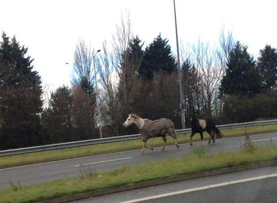 Horses on the run. Picture: Nick Akerman