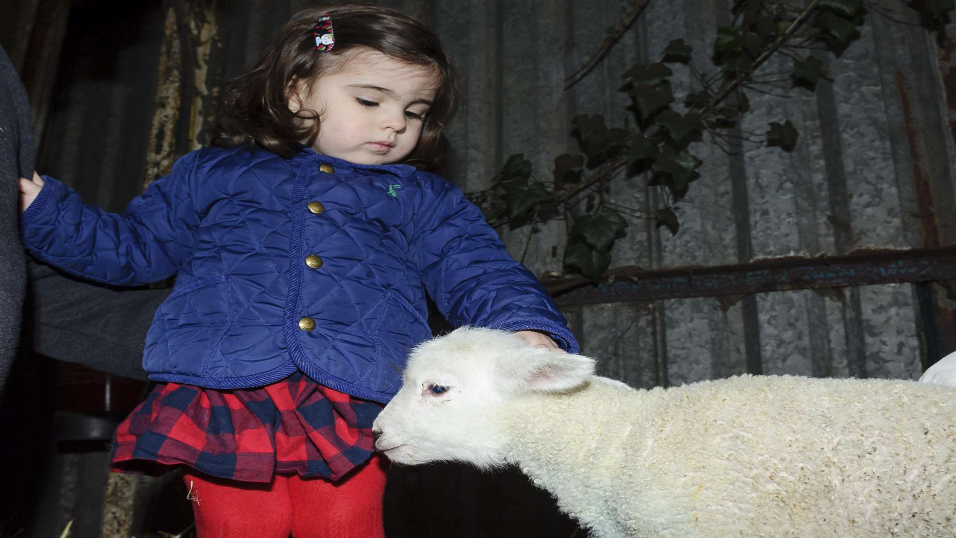 Alexandria French, 2. Lambing Day, raising funds for the ellenor hospice, at Harvel House Farm, Harvel