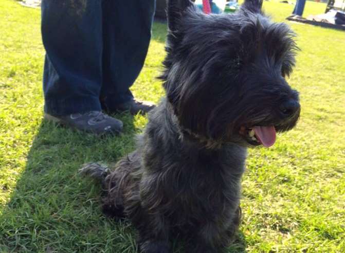 This little guy joined in the RSPCA's walk at Mote Park. Picture: RSPCA Leybourne