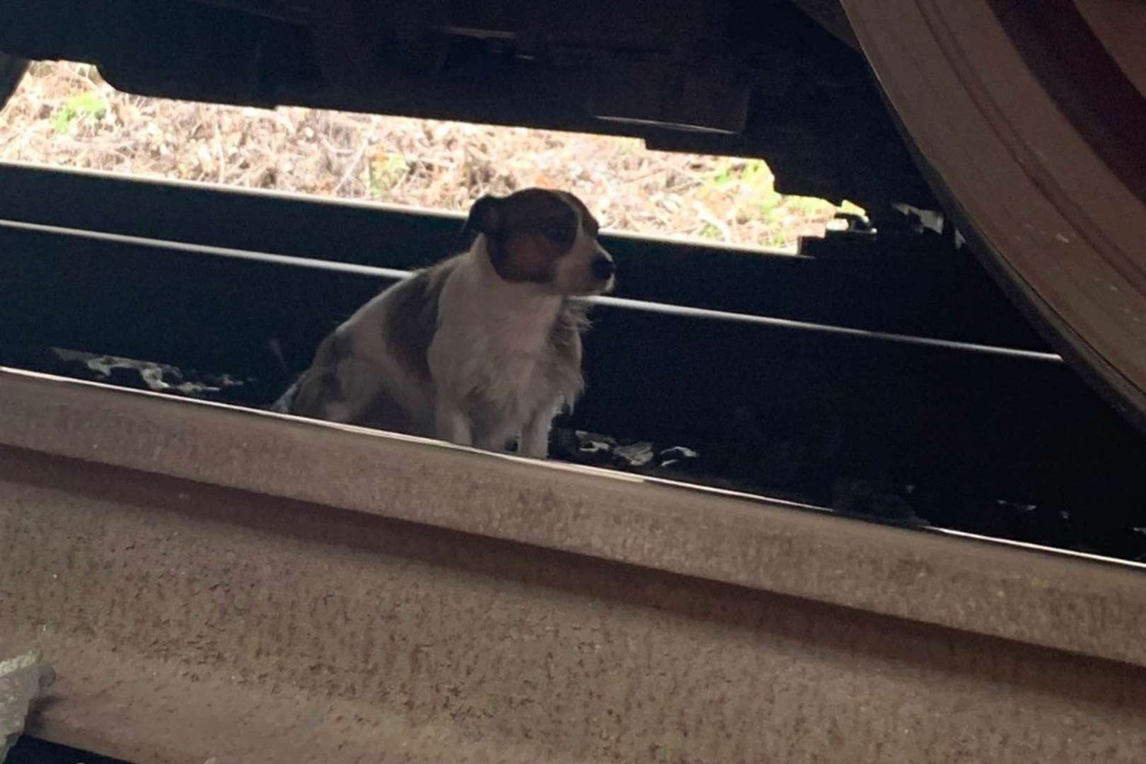 A dog was found on the train line this afternoon. Picture: Southeastern via Twitter