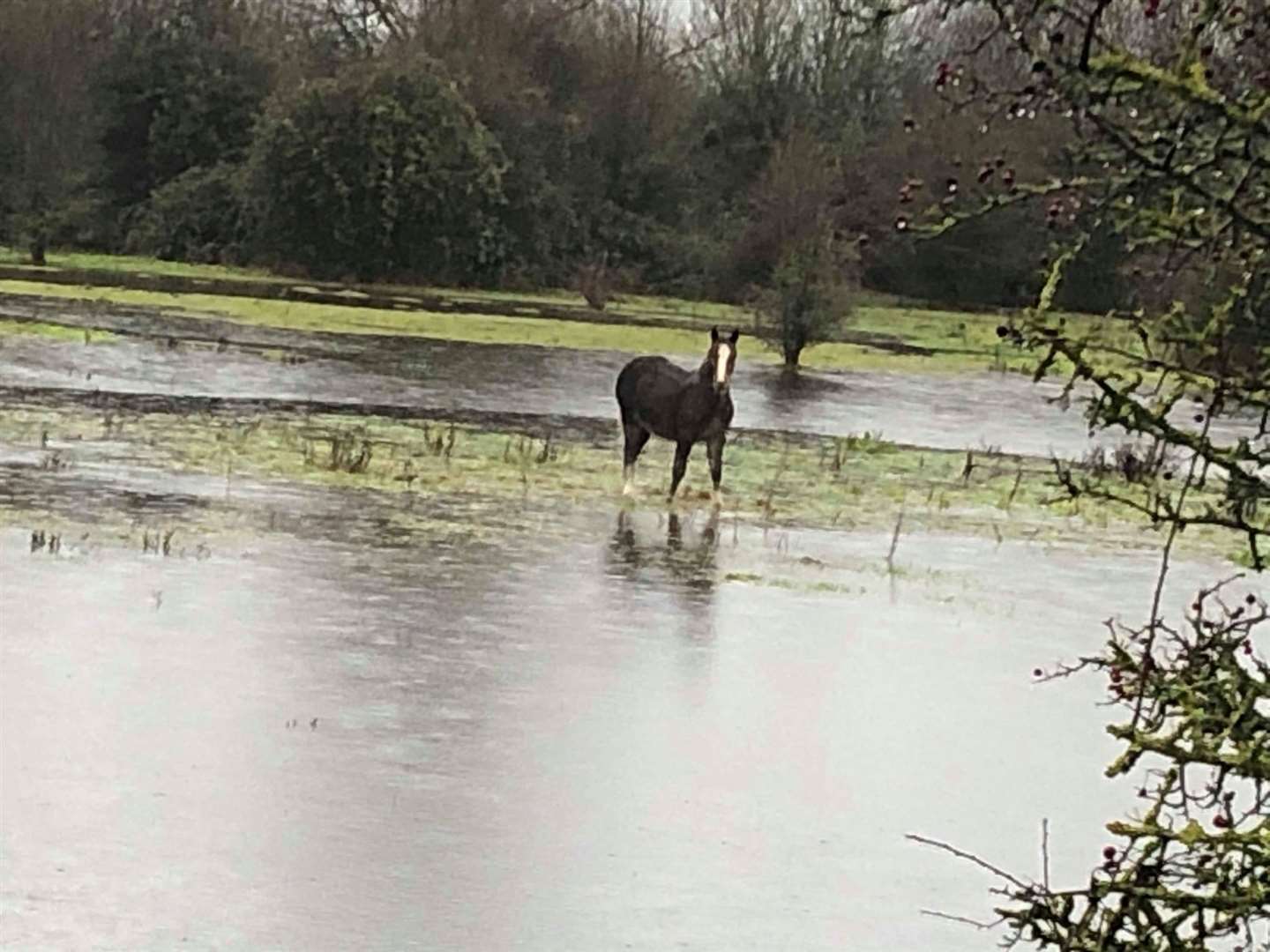 One of the horses is stranded on a small dry patch in the middle of the field (24783063)