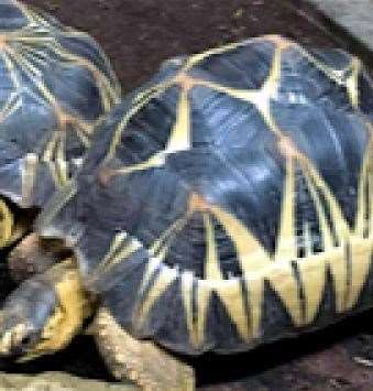 Police have issued images of the tortoises taken from New Ash Green