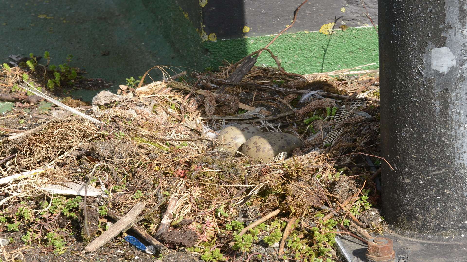 The two eggs in the Edinburgh Road car park. Pic by Gary Browne