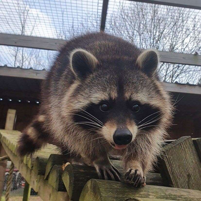 Randle at the Fenn Bell Zoo. Picture: The Fenn Bell Conservation Project