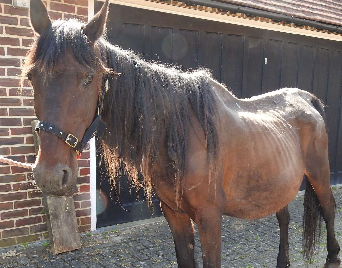 The horse was removed after being found collapsed in a field (2672940)