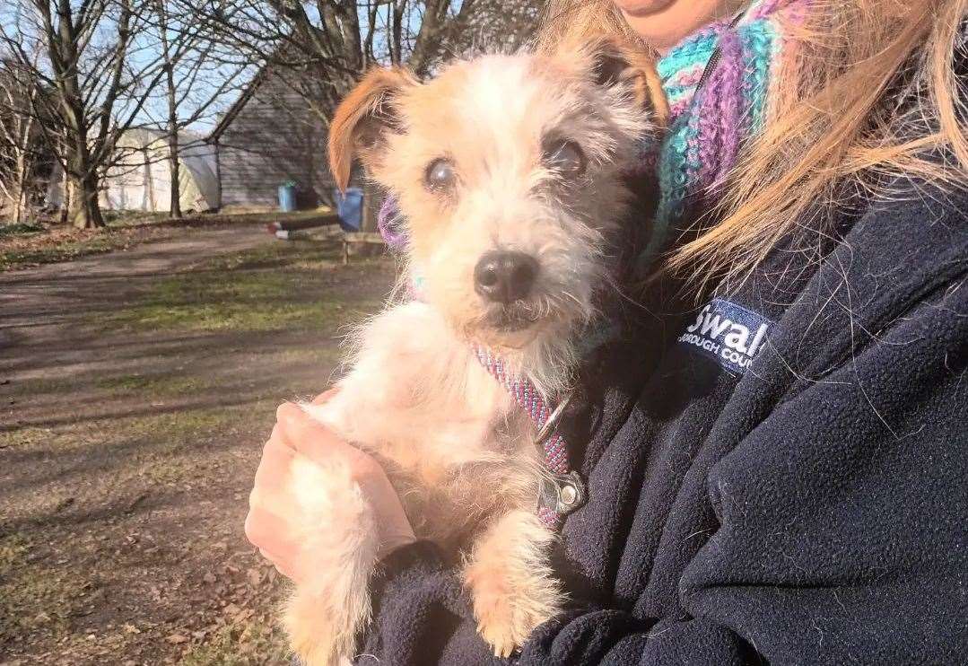 Doris, a female Jack Russell Terrier, was spotted around Eastling Road, Painters Forstal, in Faversham