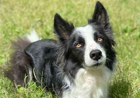 Border Collie Taylor. Picture: Last Chance Animal Rescue