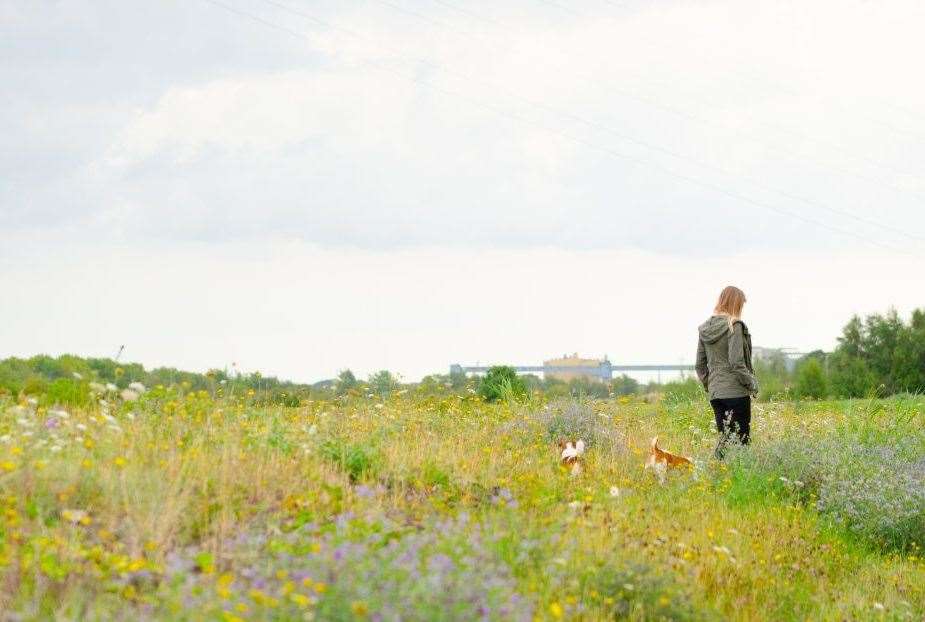 The Swanscombe Marshes are home to various critical bug and bird species. Picture: Daniel Greenwood