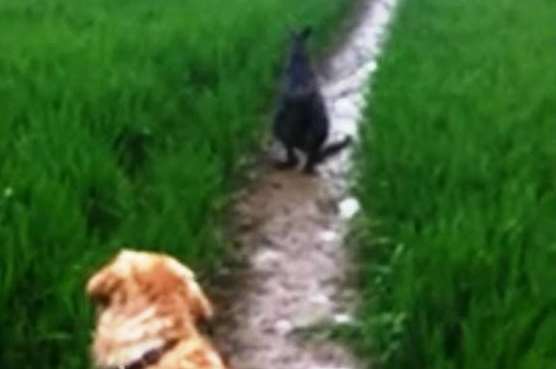 A video of a wallaby hopping through a field in Pluckley was watched by nearly 50,000 people on YouTube