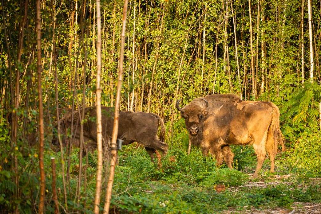 The bison were released into the woods in July. Picture: Kent Wildlife Trust