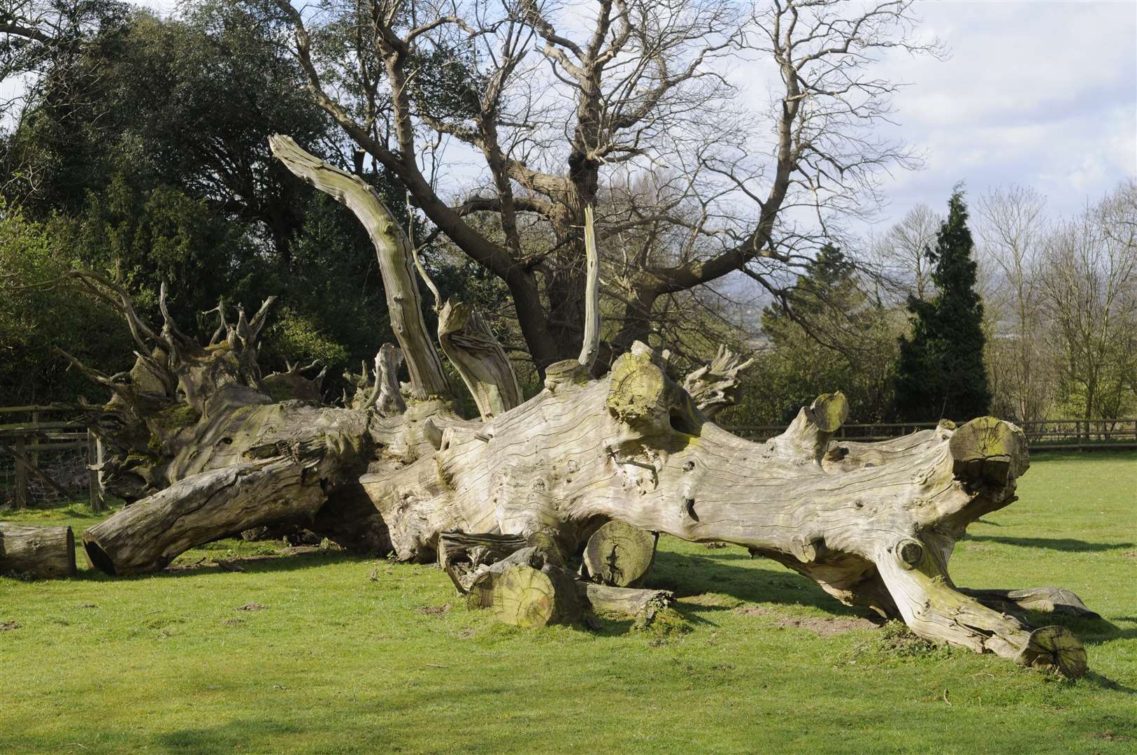 A tree trunk in a field in Boughton Monchelsea, Maidstone.