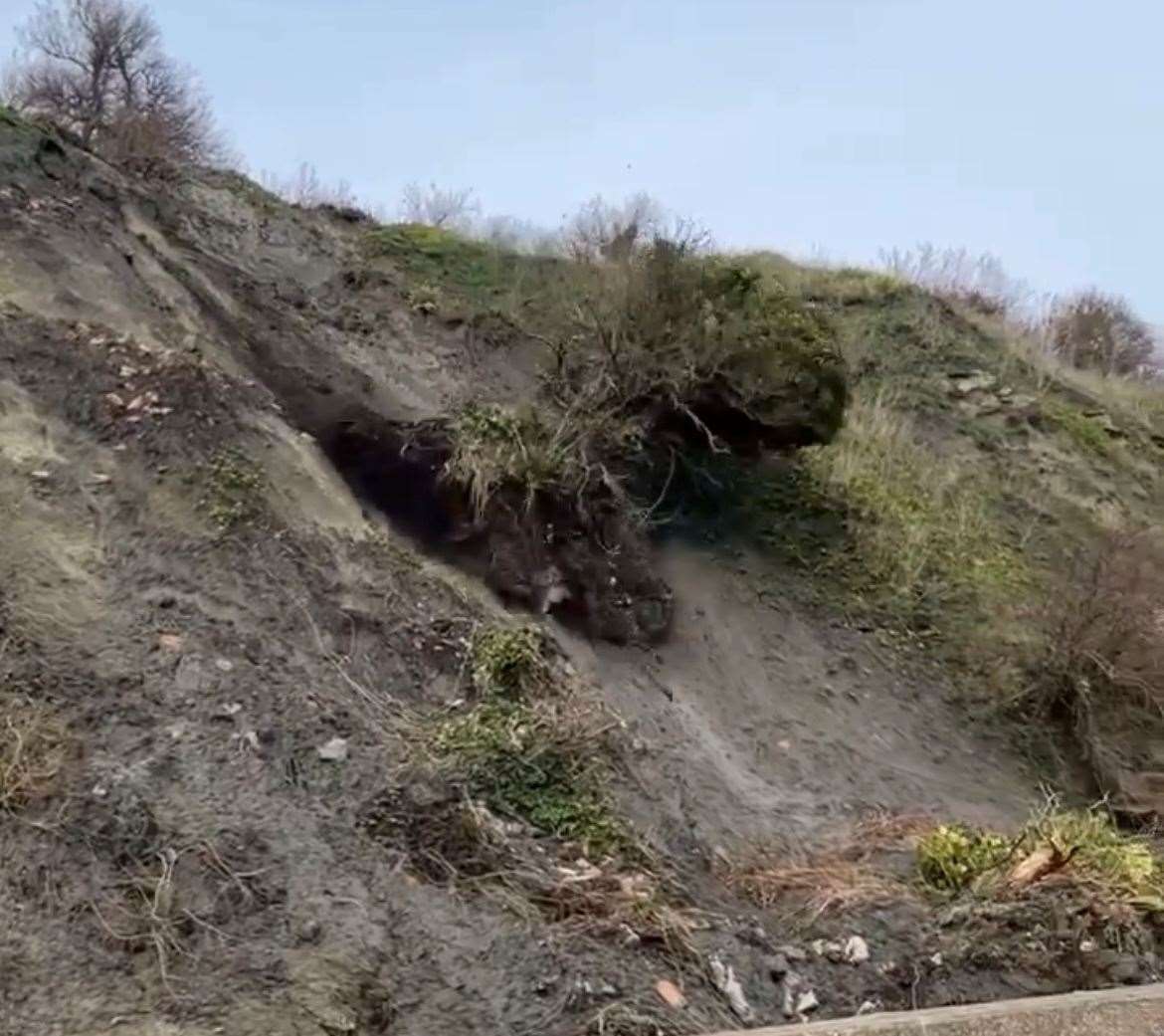 A tree tumbled down a hill in Sunny Sands. Picture: Jon Beard