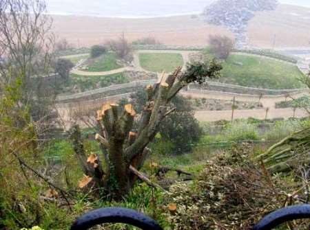 Shepway Council says whoever cut down the tree is guilty of criminal damage