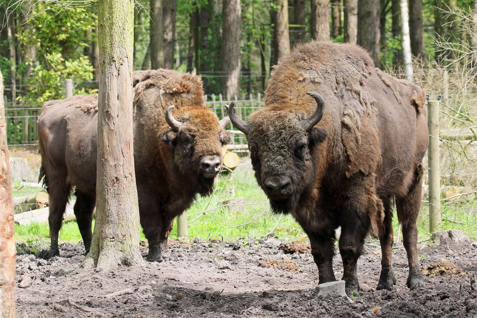 Bison at Wildwood Trust. Picture: Wildwood Trust