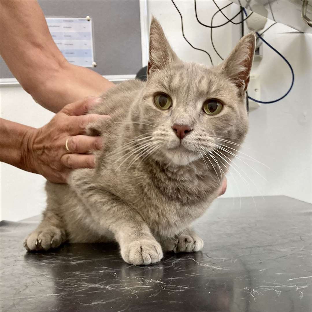 Yoda, from Maidstone, needed to visit Pennard Vets after a thorn went through his paw